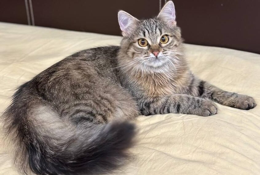 «Кошачий ангел» — кошки и котята в дар
